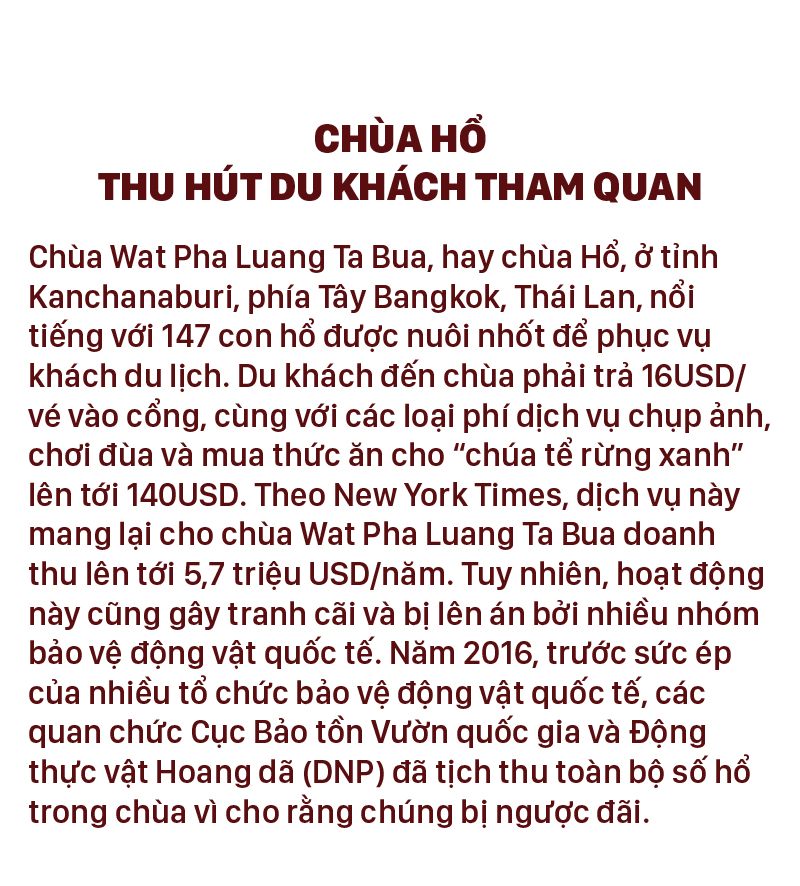 Năm Dần bàn chuyện lạ về hổ ảnh 4