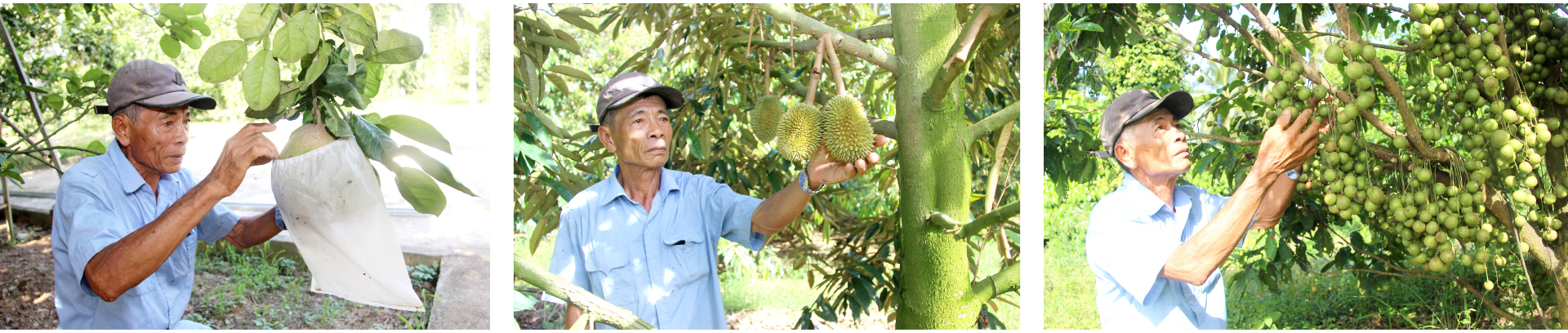 Những 'ông vua' cây ăn quả ở Hoài Ân, Bình Định ảnh 14
