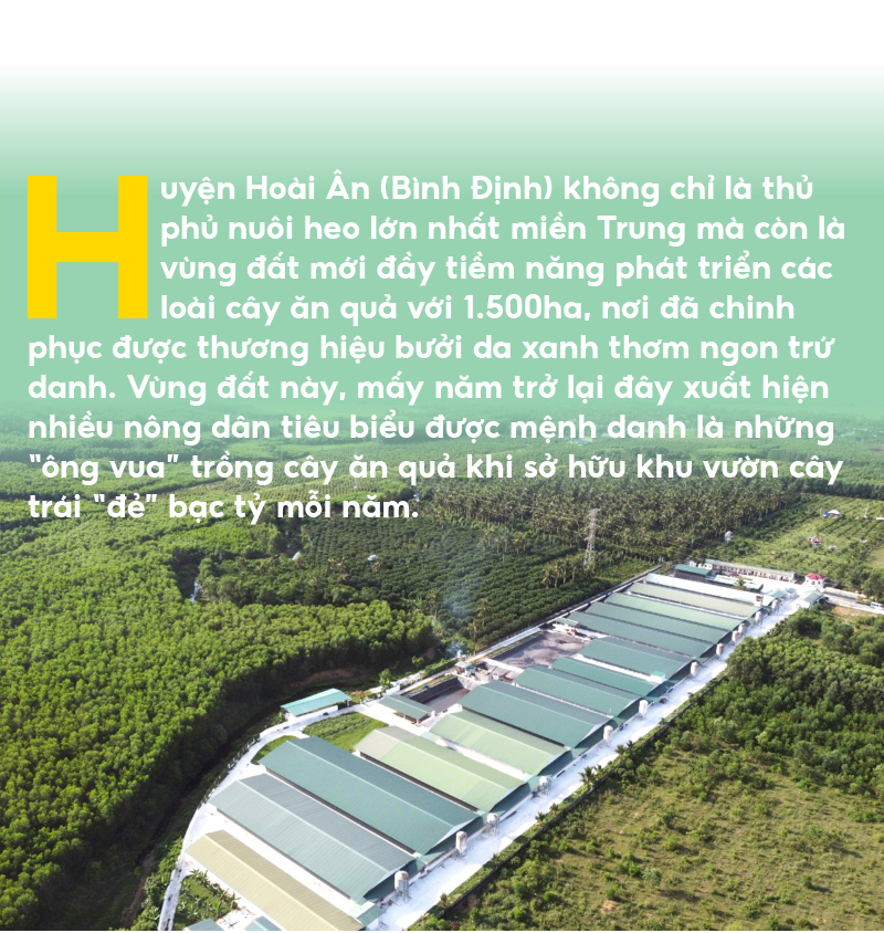 Những 'ông vua' cây ăn quả ở Hoài Ân, Bình Định ảnh 1