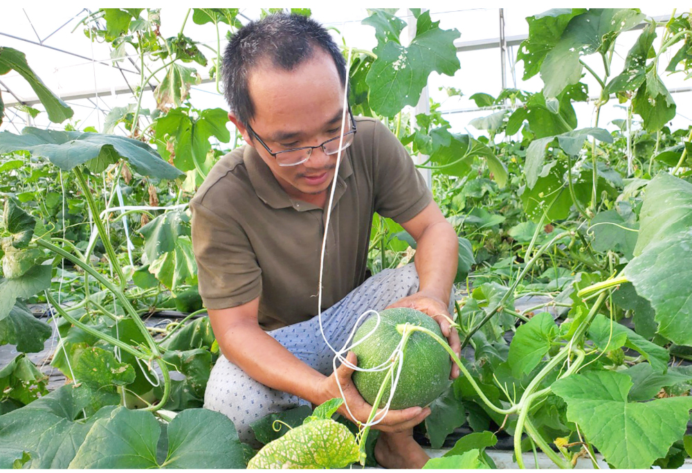Những 'ông vua' cây ăn quả ở Hoài Ân, Bình Định ảnh 25