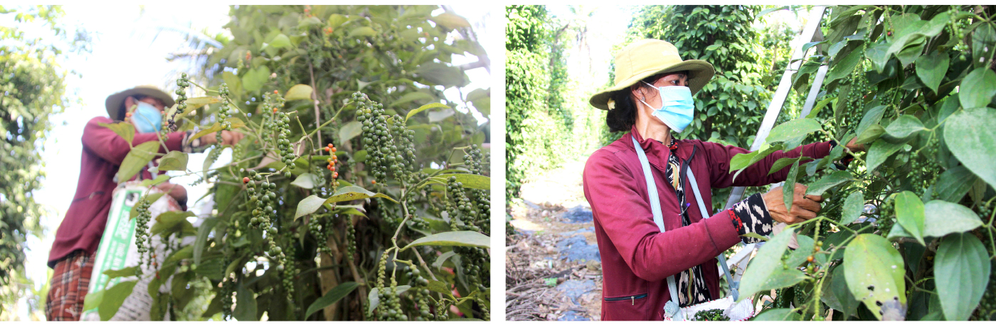 Hoài Ân – Bình Định: Tìm hướng đi bền vững cho nông sản ảnh 11