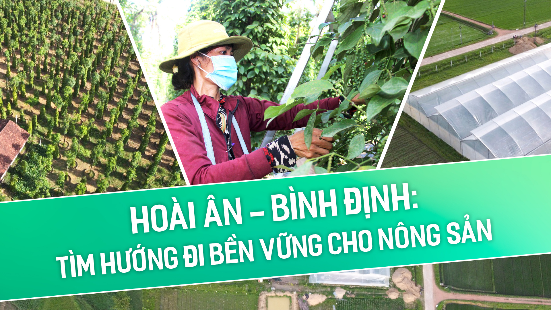 Hoài Ân – Bình Định: Tìm hướng đi bền vững cho nông sản