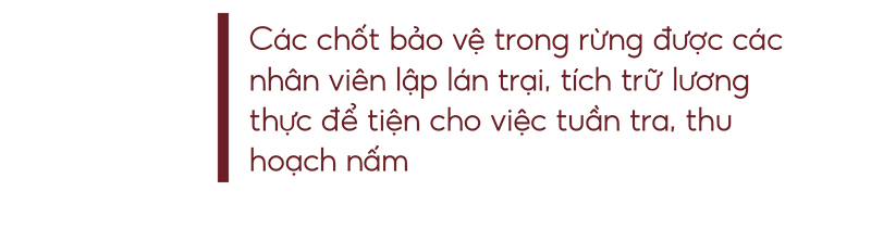 Biệt đội tìm nấm lim xanh ảnh 19