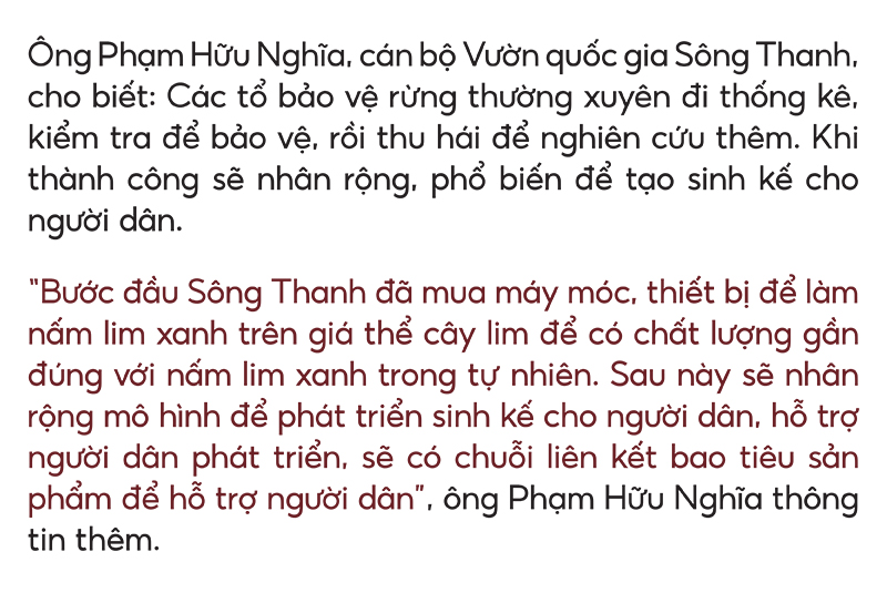 Biệt đội tìm nấm lim xanh ảnh 27