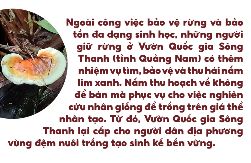 Biệt đội tìm nấm lim xanh ảnh 1