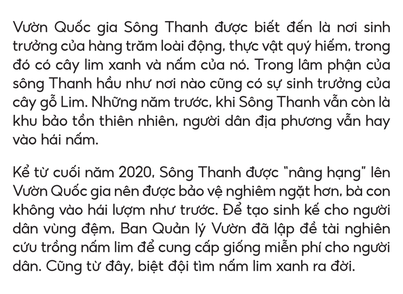Biệt đội tìm nấm lim xanh ảnh 4