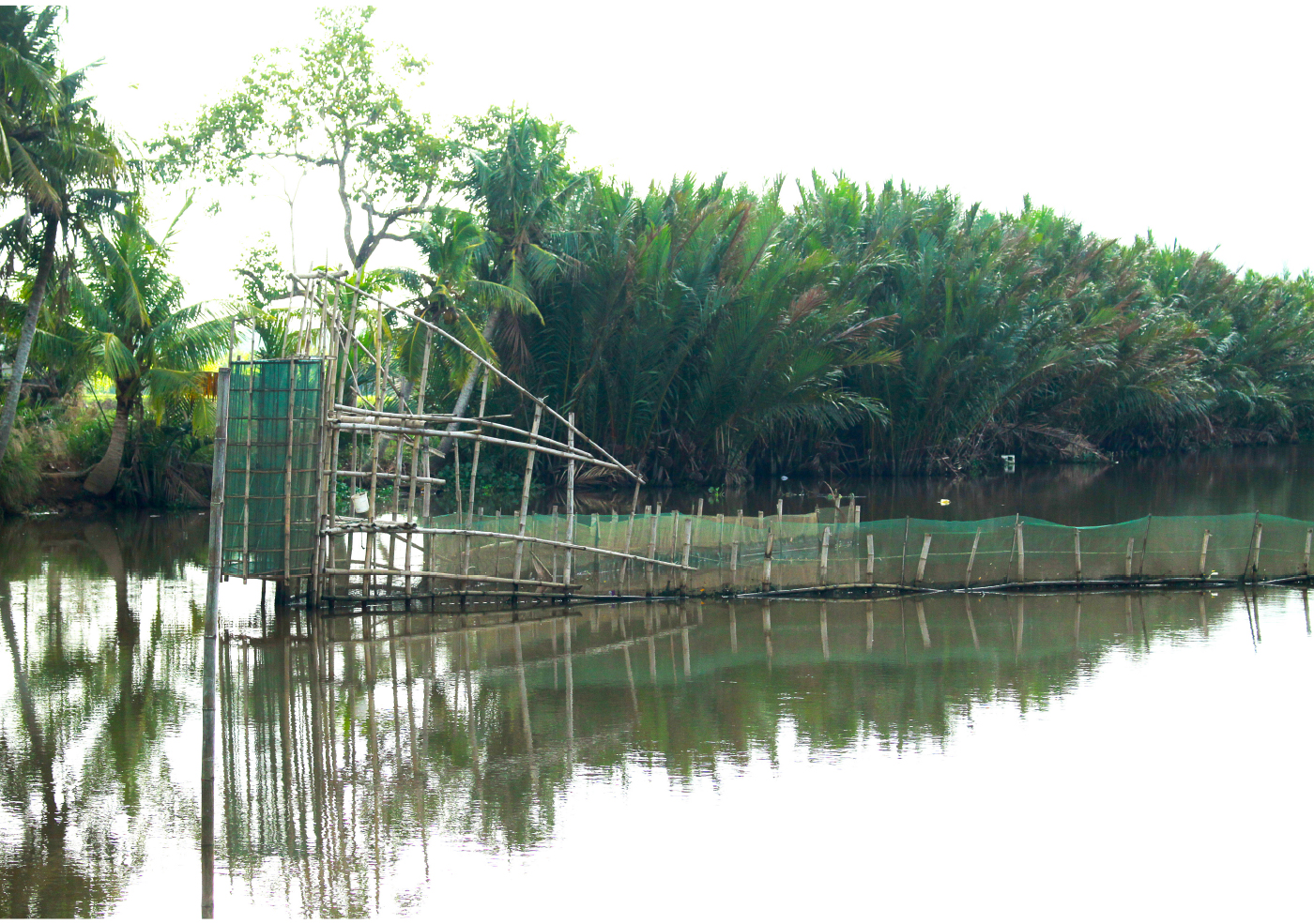Quảng Ngãi: Độc đáo làm nò vây bắt cá, tôm trong rừng dừa nước Cà Ninh ảnh 27
