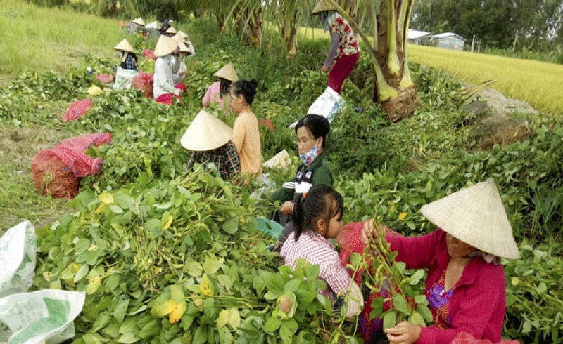 Các doanh nghiệp đủ điều kiện, đáp ứng được tiêu chí của dự án sẽ được kết nối với ngân hàng