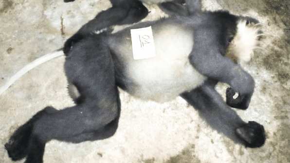 Endangered doucs shot dead in Quang Ngai, investigations launched