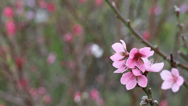 Tri-colored Nhat Tan peach blossoms wow Da Lat tourists