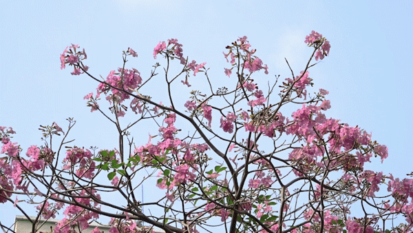 Pink pouis in bloom bright up HCMC streets