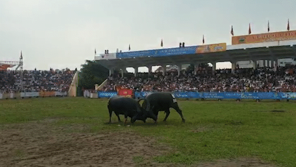 Do Son Buffalo Fighting Festival attracts many visitors after 2 years of hiatus