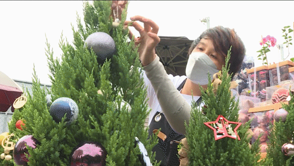 Million-dong fresh pine trees from Europe for Christmas decoration demand