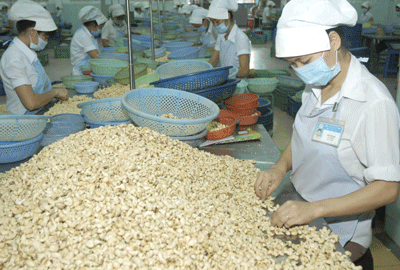 Cashew exporters facing many difficulties