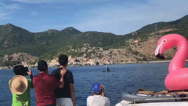  Cá voi dài 15m liên tục ngụp lặn trên vịnh Cam Ranh, du khách thích thú quay video chia sẻ