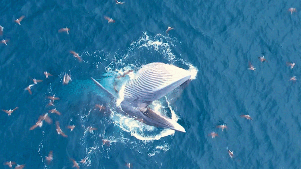 Cảnh hiếm gặp: Đàn cá voi kiếm ăn 20 ngày ở ven biển Đề Gi
