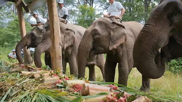  Tổ chức tiệc buffet cho 37 con voi nhà 