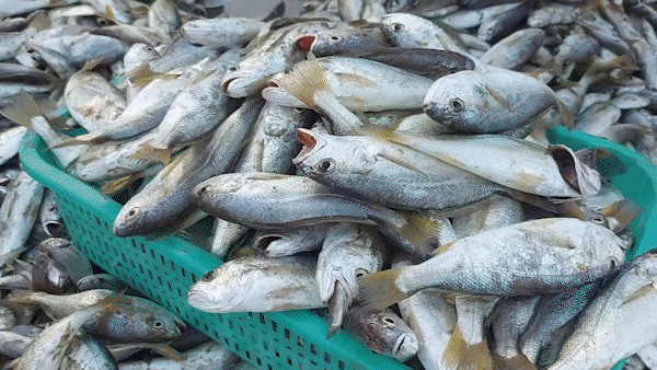 Ngư dân Hà Tĩnh trúng đậm mẻ cá đù hơn 4 tấn