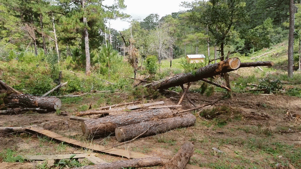 Cận cảnh hiện trường vụ rừng thông bị đốn hạ hàng loạt tại Lâm Đồng 