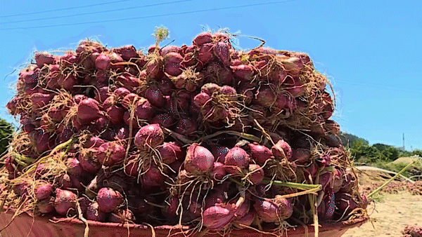 Dry purple onion price drops sharply to only VND2,000 per kg