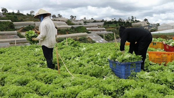 Mỗi ngày Lâm Đồng xuất 4.000 tấn rau, củ đi TPHCM