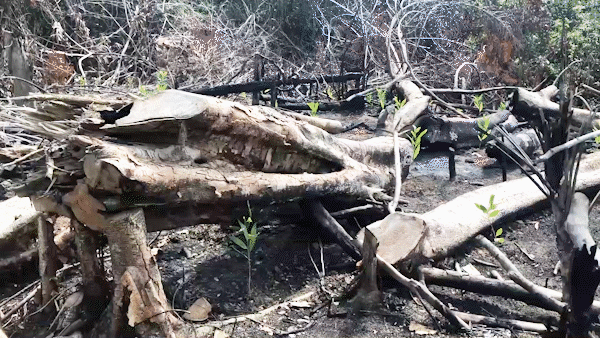 Lãnh đạo tỉnh Phú Yên yêu cầu công an điều tra vụ phá rừng phòng hộ sông Trà Bương