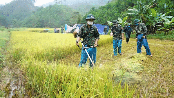 Bộ đội dầm mưa giúp dân thu hoạch lúa chạy lũ