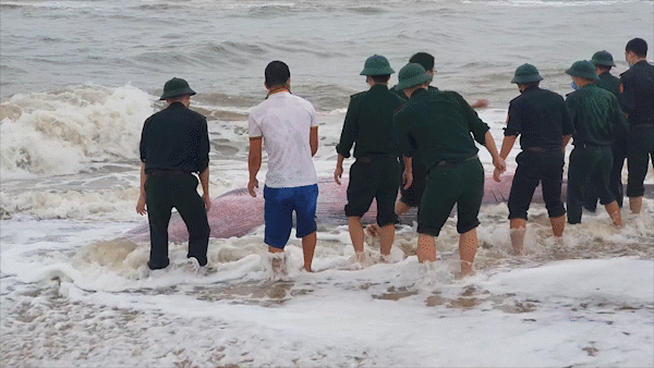 Thừa Thiên - Huế nỗ lực giải cứu cá voi mắc cạn 