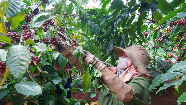 Phấn khởi mùa thu hoạch cà phê ở Tây Nguyên