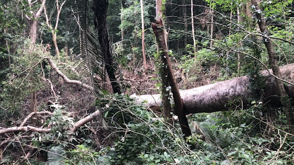 Rừng đặc dụng ở Quảng Trị bị chặt phá ngổn ngang