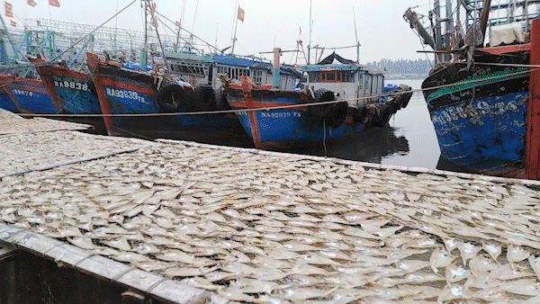 Nhộn nhịp làng cá cơm Quỳnh Lập