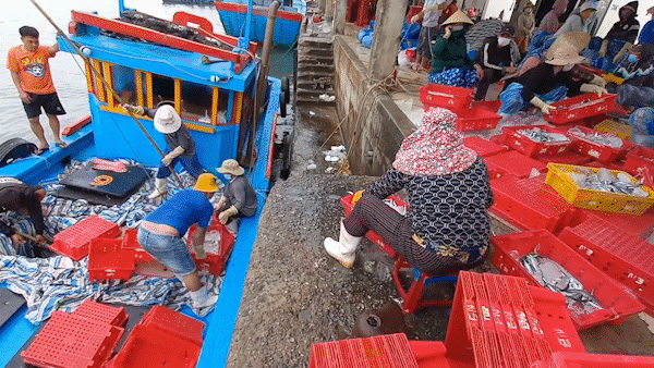 Đầu năm, ngư dân Quảng Ngãi trúng đậm cá cơm, cá nục