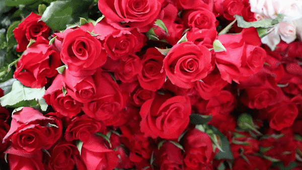 Hoa hồng Đà Lạt tăng giá mạnh trước thềm Valentine