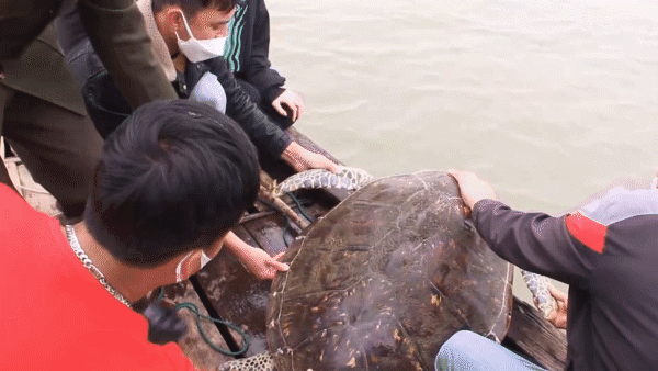 Thả cá thể rùa biển quý hiếm nặng 50kg về môi trường tự nhiên