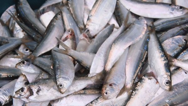 Hà Tĩnh: Ngư dân vùng bãi ngang ven biển đánh bắt được mùa cá trích, cá ve