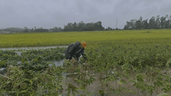 Gần 20.000ha lúa, rau màu của Quảng Nam bị ngập, ngã đổ do mưa lớn