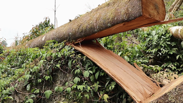Điều tra vụ phá rừng tại Lâm Đồng