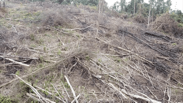 Quảng Trị: Hơn 18ha rừng tự nhiên bị chặt phá trơ trụi