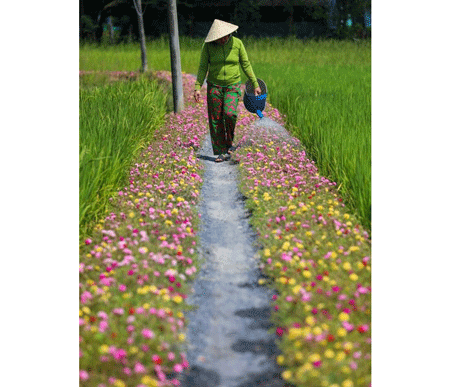 Blooming flowers in a road in Binh Chanh District which used to be garbage dump (Photo: SGGP)