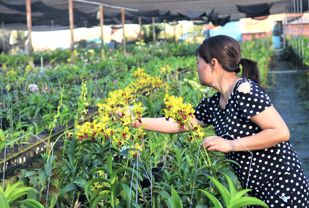 Chị Nguyễn Thị Thanh Dung ở ấp Bàu Tròn, xã Nhuận Đức (huyện Củ Chi)chăm sóc các giống lan tại vườn. Ảnh minh họa: QUANG HUY