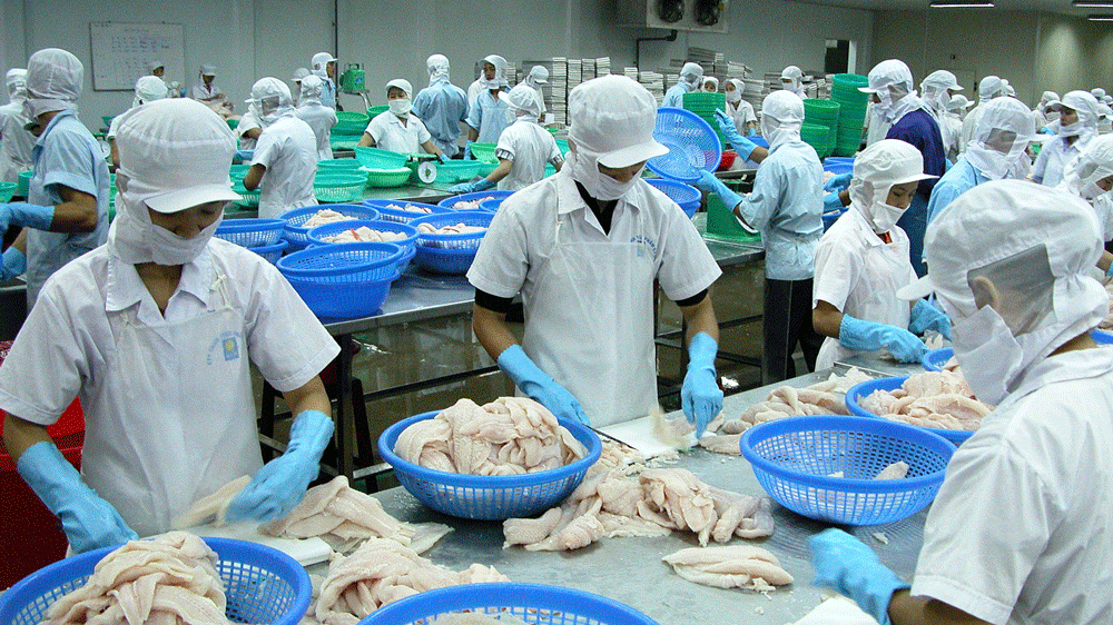 Chế biến cá da trơn xuất khẩu tại tỉnh Đồng Tháp. Ảnh: THÀNH TRÍ