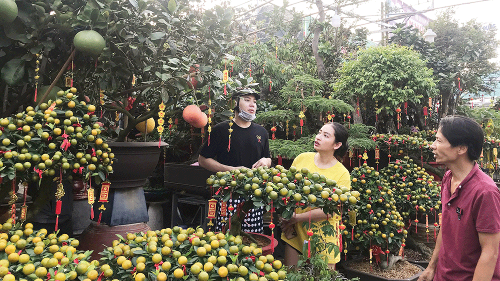 Khách hàng lựa chọn cây kiểng chưng tết trên đường Thành Thái, quận 10, TPHCM