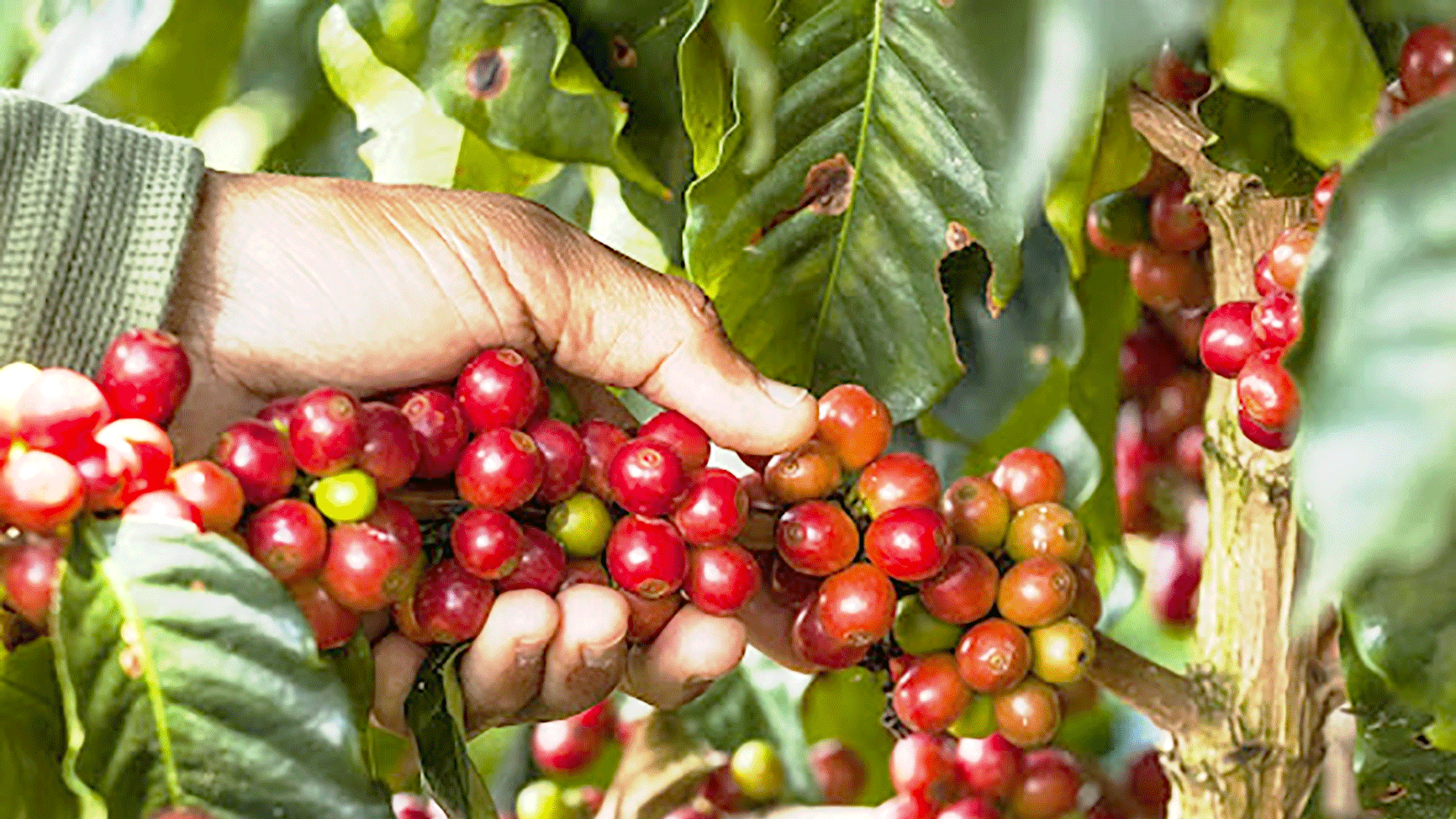 Colombia lập quỹ bình ổn giá cà phê 