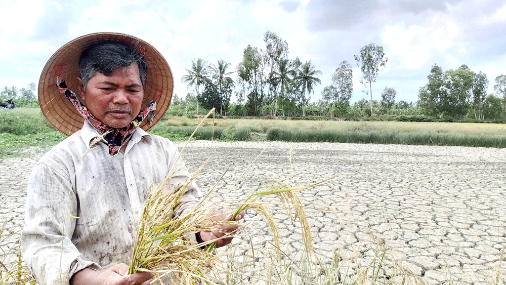 Người dân bán đảo Cà Mau ngậm ngùi nhìn lúa chết khô do thiếu nước       