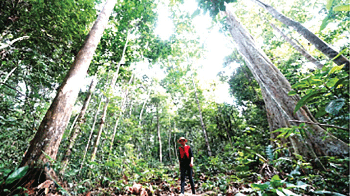 Indonesia được trả 56 triệu USD vì giảm phá rừng 