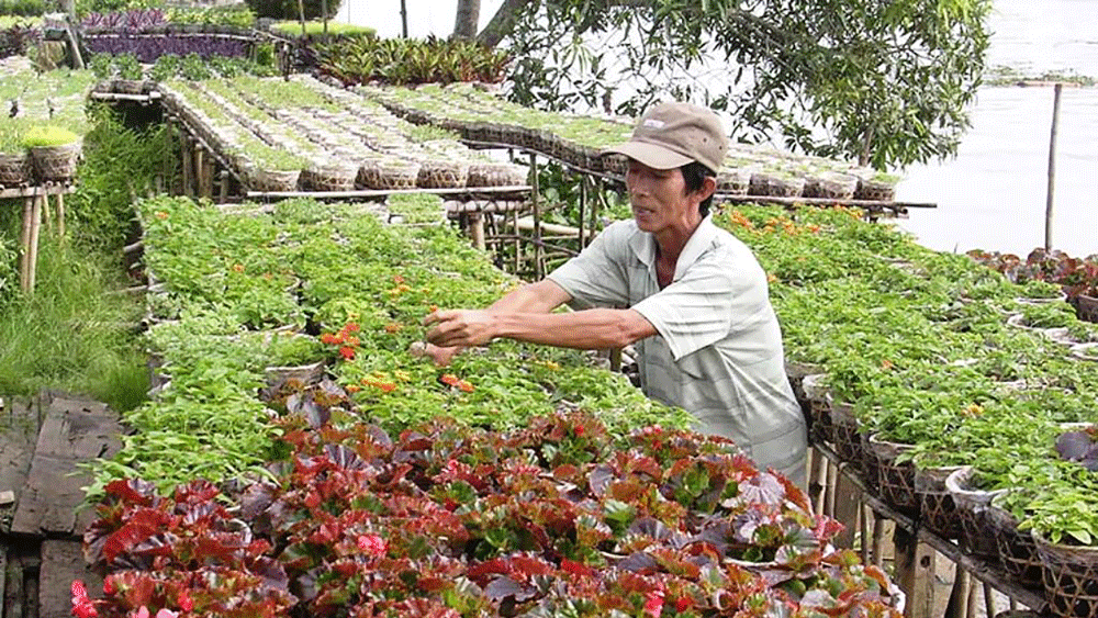 Trồng hoa kiểng là một thế mạnh trong sản xuất nông nghiệp của Đồng Tháp