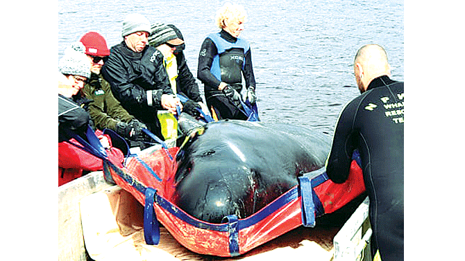 Giải cứu đàn cá voi mắc cạn