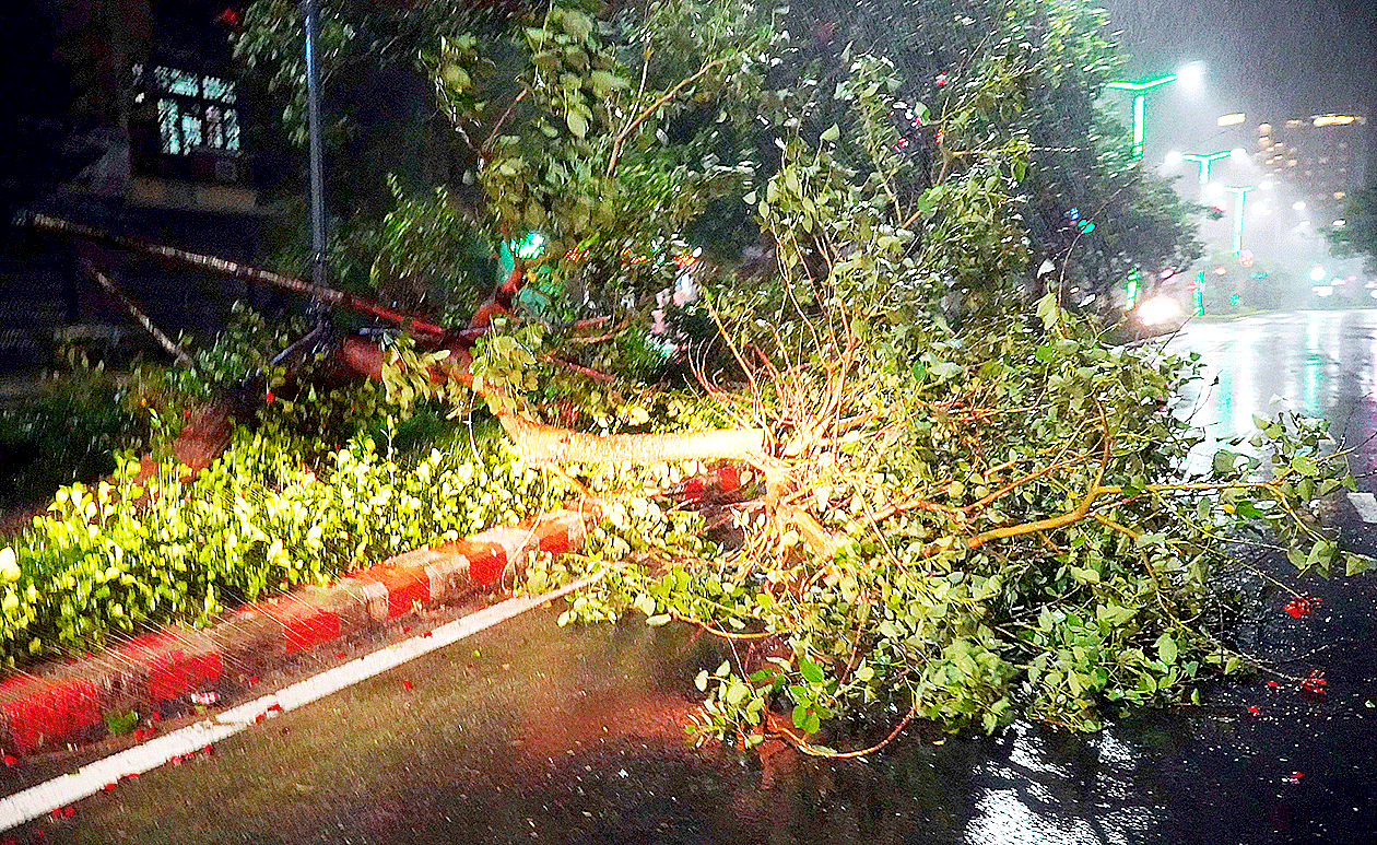 Cây xanh tại TP Tuy Hòa, Phú Yên bị bão quật ngã. Ảnh: NGỌC OAI