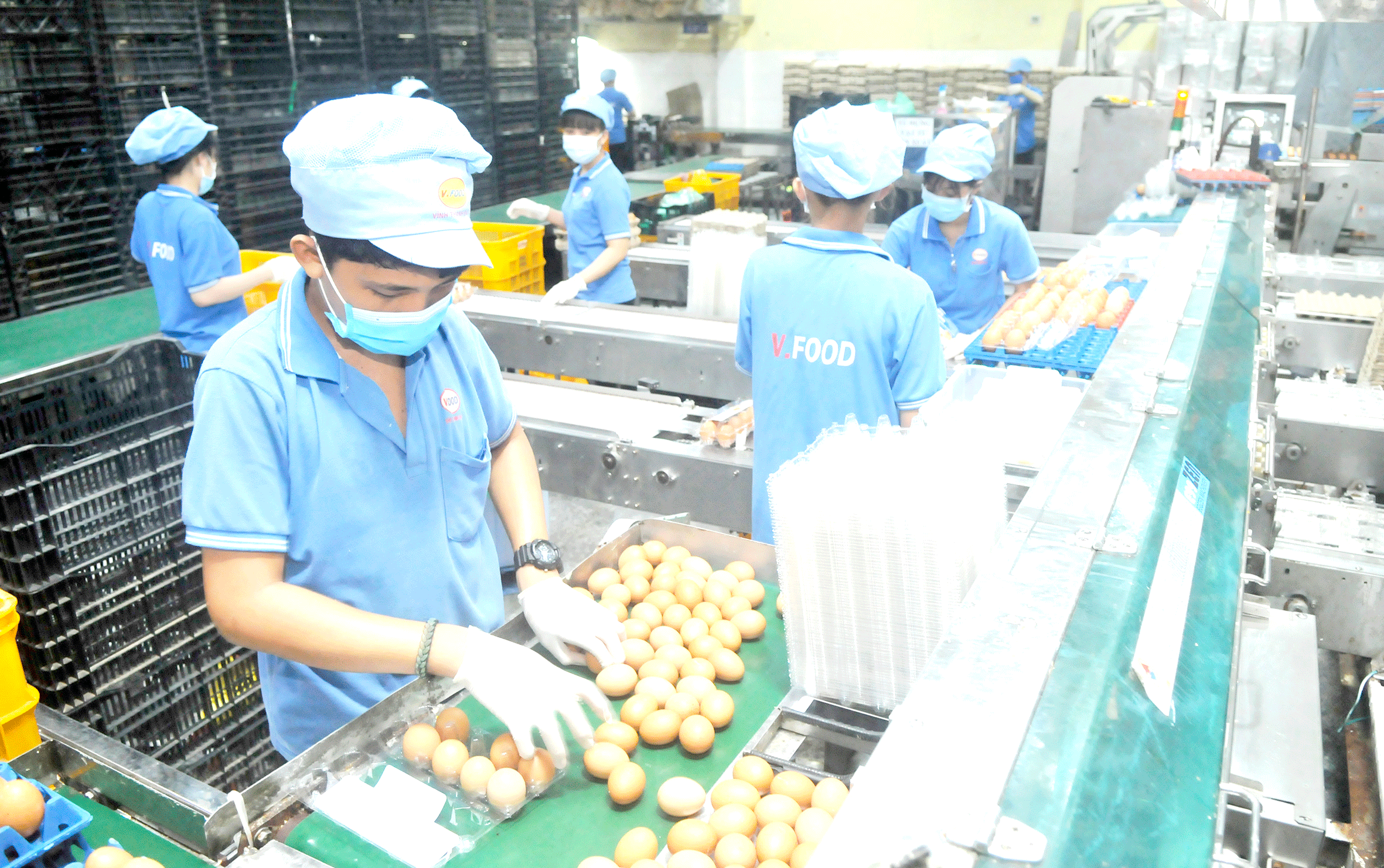 Công ty V.Food chế biến trứng gia cầm tham gia bình ổn thị trường. Ảnh: CAO THĂNG
