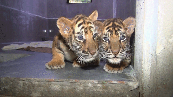 Seven rescued tiger cubs on the road to recovery in Central Vietnam